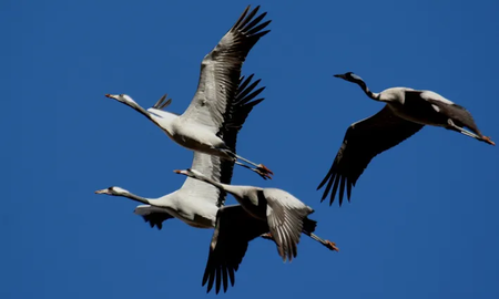 Qué pájaros dan buena suerte Qué pájaros dan buena suerte