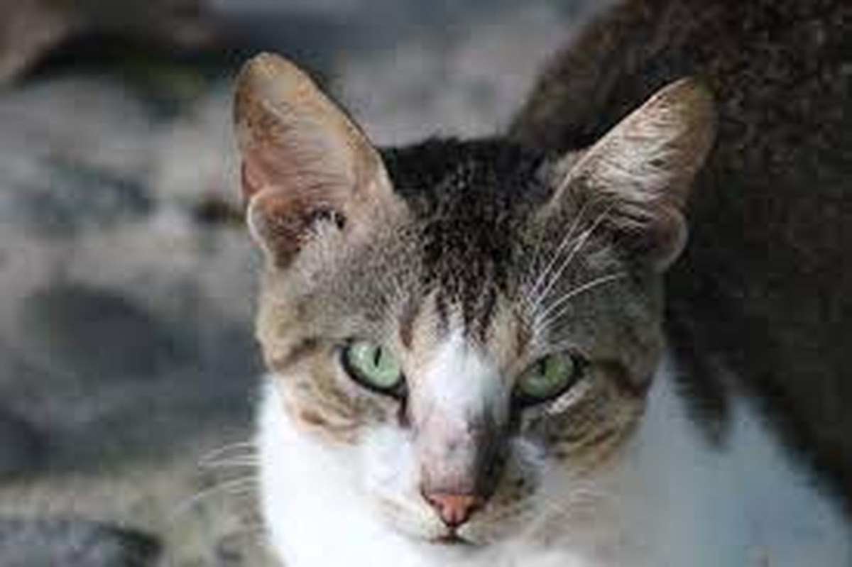 La esporotricosis es una micosis de presentación subcutánea con posibilidades de generalización de evolución subaguda o crónica, que se adquiere típicamente por inoculación traumática de materiales del suelo y plantas contaminadas. La esporotricosis es una micosis de presentación subcutánea con posibilidades de generalización de evolución subaguda o crónica, que se adquiere típicamente por inoculación traumática de materiales del suelo y plantas contaminadas.