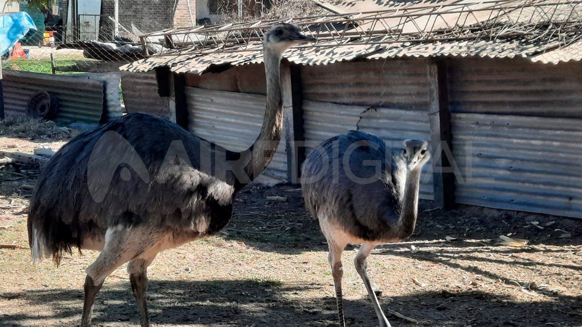 Las aves se encontraban en buen estado en general. Fueron trasladadas a la Granja La Esmeralda.&nbsp;