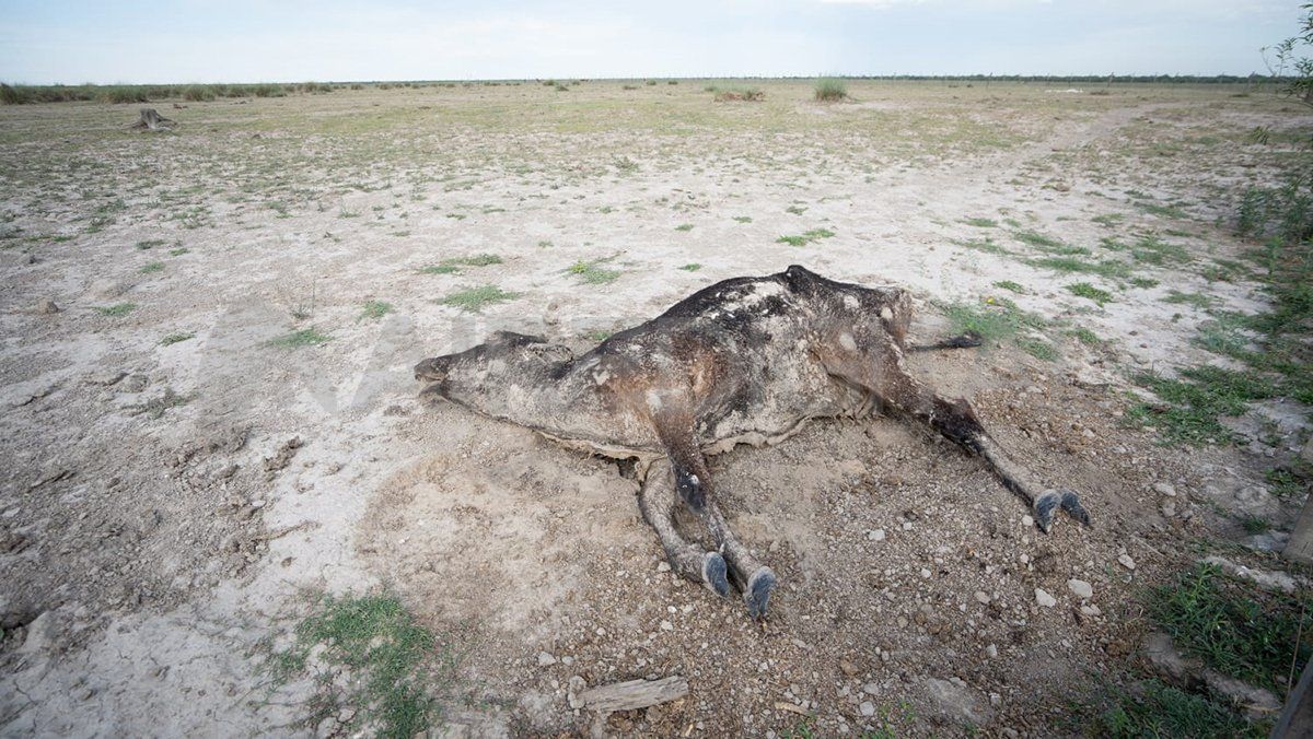 Hay miles de animales muertos por la sequía en Santa Fe.