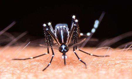 Aire de Santa Fe | DENGUE1.jpg