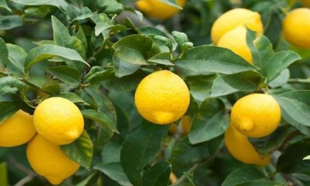Cada cuánto y cómo hay que podar el limonero. Cada cuánto y cómo hay que podar el limonero.