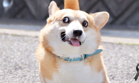 Murió Gen, el perro corgi que se hizo viral por sus curiosas muecas Murió Gen, el perro corgi que se hizo viral por sus curiosas muecas