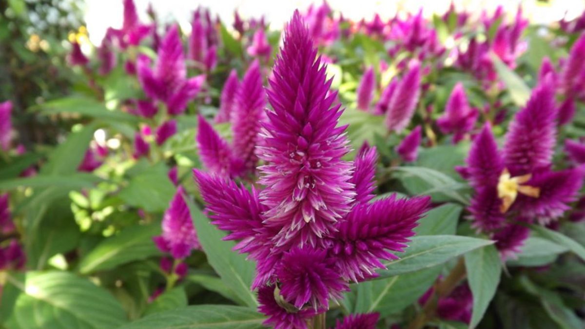 Tres plantas resistentes al calor que llenan el jardín de color en verano.