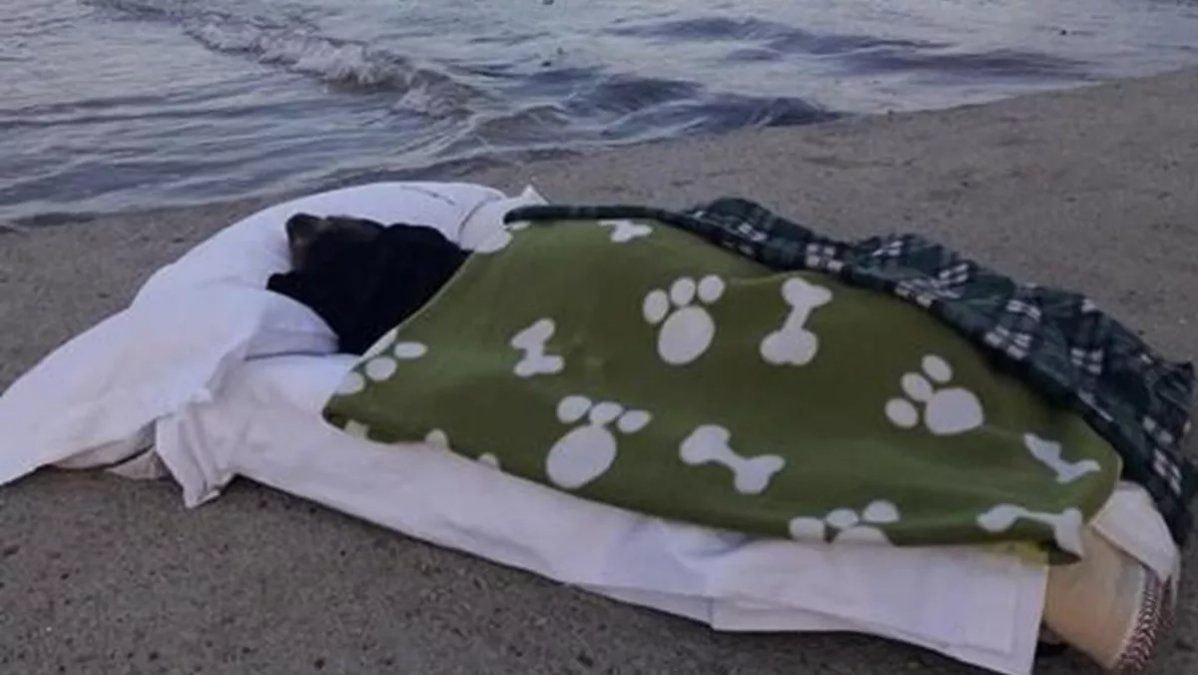 Llevó a su perra enferma terminal a dar un último paseo por su playa favorita