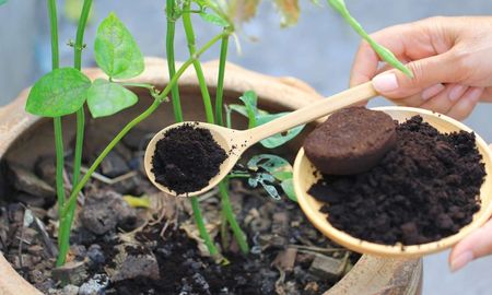 El café puede ser un aliado o un riesgo para las plantas según su uso. El café puede ser un aliado o un riesgo para las plantas según su uso.