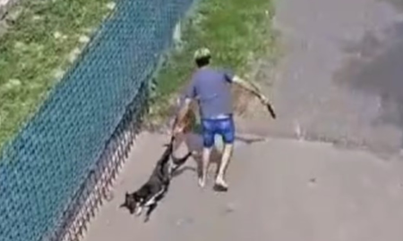 El video que comprueba el acto de maltrato animal. El video que comprueba el acto de maltrato animal.