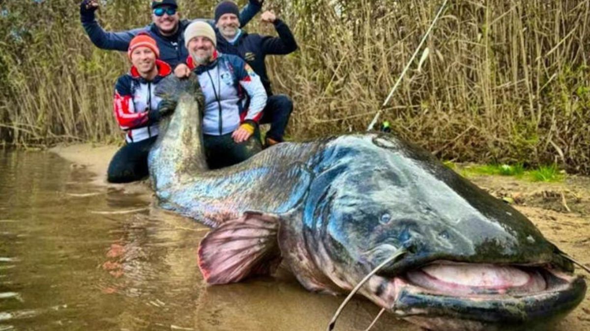 El siluro midi&oacute; 2,92 metros y super&oacute; el r&eacute;cord anterior registrado en Europa.