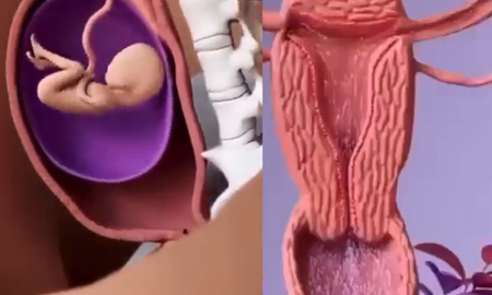 El video animado muestra paso a paso cómo se concibe un bebé y todo el proceso de la gestación, hasta el nacimiento. El video animado muestra paso a paso cómo se concibe un bebé y todo el proceso de la gestación, hasta el nacimiento.