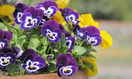 Sembrar en febrero asegura un jardín con vida y color durante todo el otoño. Sembrar en febrero asegura un jardín con vida y color durante todo el otoño.