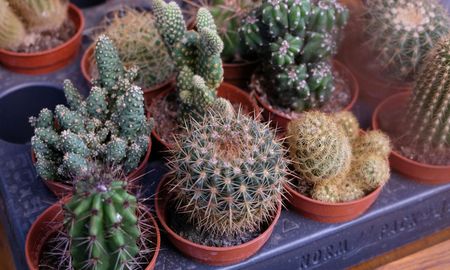 Dónde hay que ubicar el cactus para atraer el dinero, según el Feng Shui. Dónde hay que ubicar el cactus para atraer el dinero, según el Feng Shui.