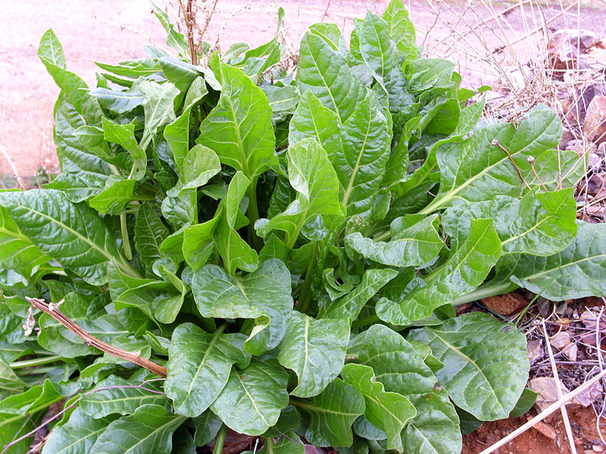 La acelga es una de las verduras más versátiles. La acelga es una de las verduras más versátiles.