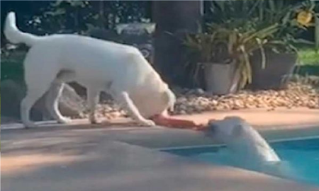 Su hermanita labradora cayó a una piscina, agarró una cuerda y la rescató Su hermanita labradora cayó a una piscina, agarró una cuerda y la rescató