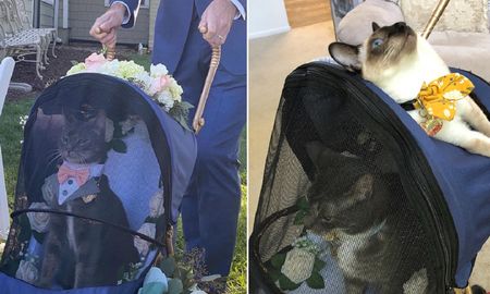 Viral: un gato fue el padrino de un casamiento y conquistó a todos en las redes sociales. Viral: un gato fue el padrino de un casamiento y conquistó a todos en las redes sociales.