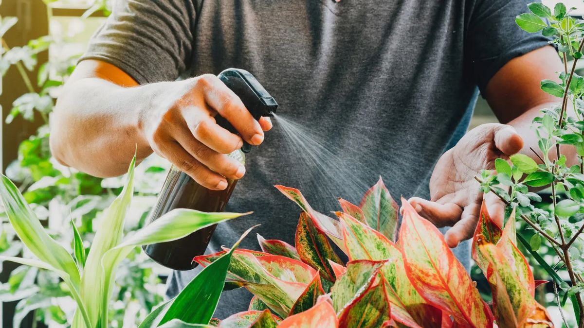 Un fertilizante casero ayuda a mantener las plantas sanas.