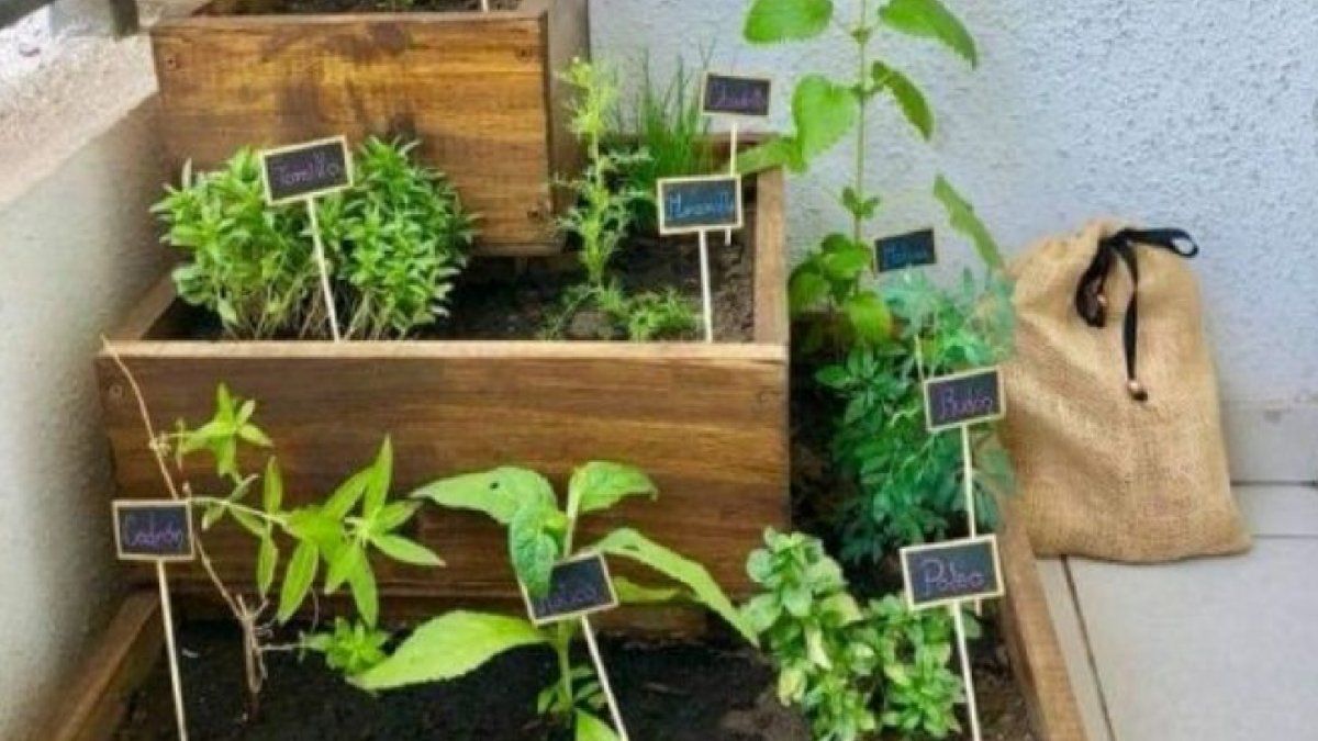 5 plantas comestibles que no deben faltar en tu cocina