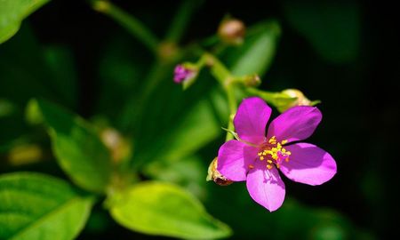 Qué plantar en maceta en diciembre para tener flores todo el verano. Qué plantar en maceta en diciembre para tener flores todo el verano.