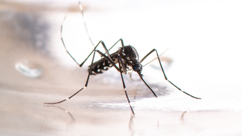 Epidemia de dengue en Santa Fe: confirman la muerte de un nene de seis años