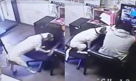 Un perro vio que su amo trabajaba solo y acercó una silla hacia él para hacerle compañía Un perro vio que su amo trabajaba solo y acercó una silla hacia él para hacerle compañía