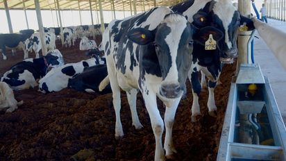 Lechería: lo que dejó 2024 y los desafíos para el 2025 en Santa Fe