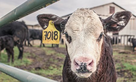 Aire de Santa Fe | imagen cowspiracy-.jpg