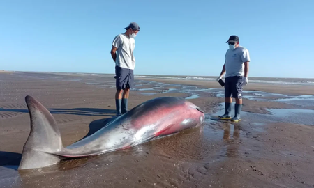 Sorpresa en La Costa: hallan a un zifio, uno de los cetáceos menos conocidos del mundo Sorpresa en La Costa: hallan a un zifio, uno de los cetáceos menos conocidos del mundo