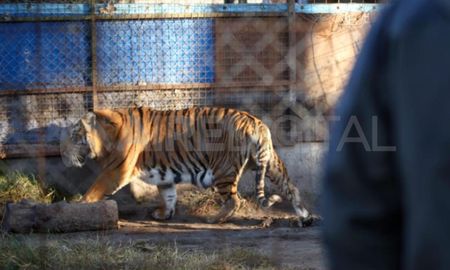 Un tigre en Maggiolo. El animal estaba en un establecimiento rural allanado en junio. Un tigre en Maggiolo. El animal estaba en un establecimiento rural allanado en junio.