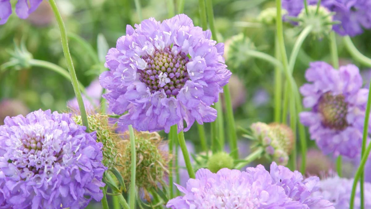De aspecto delicado, florece durante meses y atrae mariposas con sus tonos violetas.