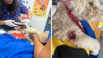 Nuevo ataque de pitbull en Santa Fe: de a dos