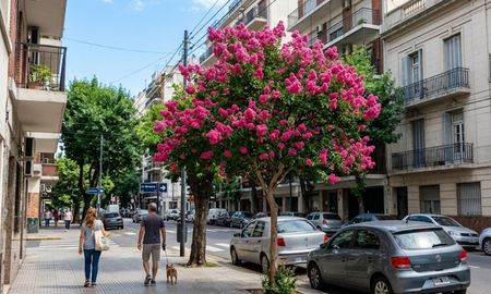 Por qué el árbol de Júpiter es furor en la jardinería urbana. Por qué el árbol de Júpiter es furor en la jardinería urbana.