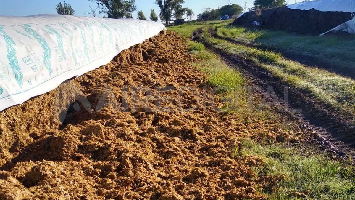 Rompieron ocho silobolsas en un campo de Sa Pereyra