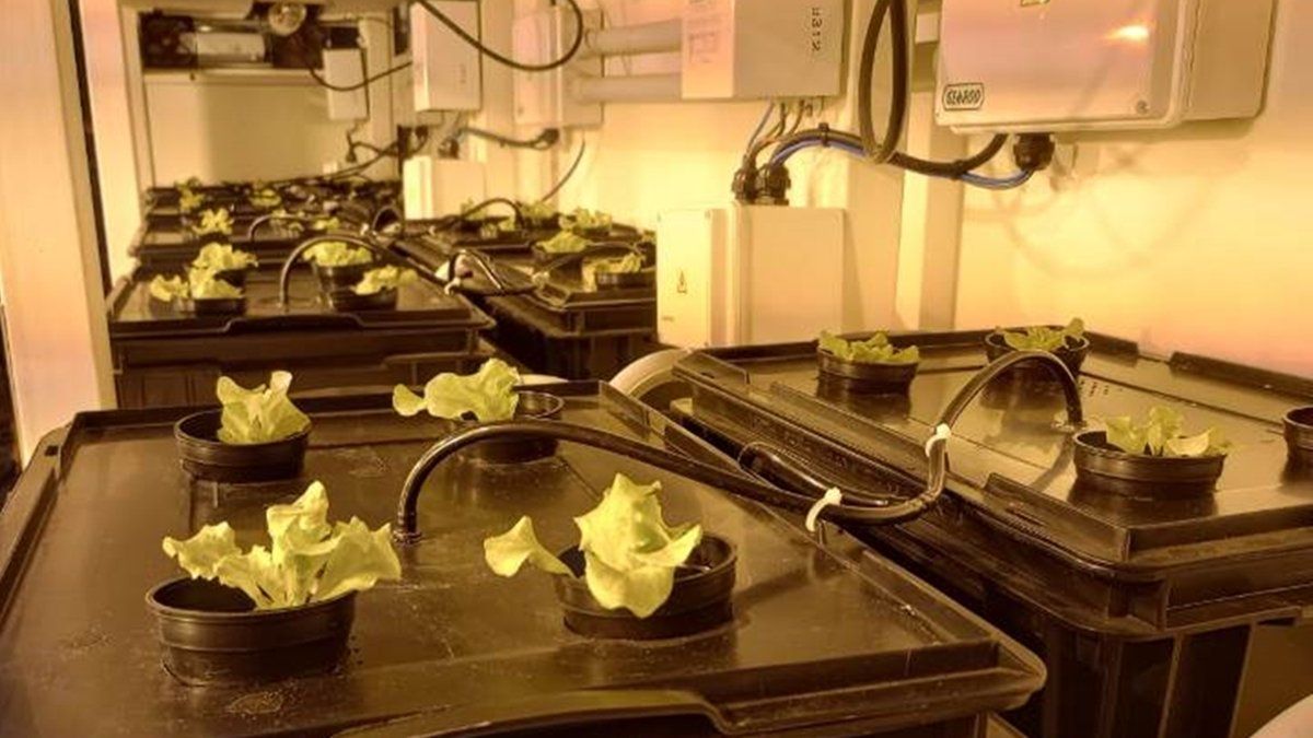 El módulo permite controlar la temperatura y la cantidad de luz que reciben las plantas.