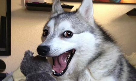 Un estudio reveló que los perros tienen la capacidad de sonreír Un estudio reveló que los perros tienen la capacidad de sonreír