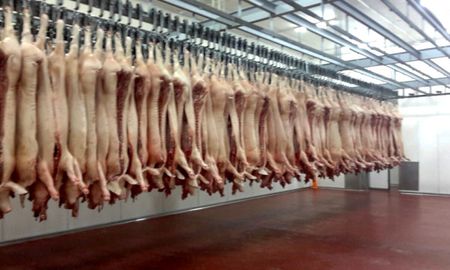 los productores de cerdos quieren hacerse la america en rusia y china los productores de cerdos quieren hacerse la america en rusia y china