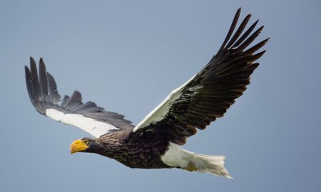 Qué significa el refrán águila no caza mosca Qué significa el refrán águila no caza mosca