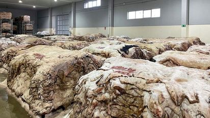 Retenciones cero a los cueros: Una oportunidad para frigoríficos, consumidores y ganaderos