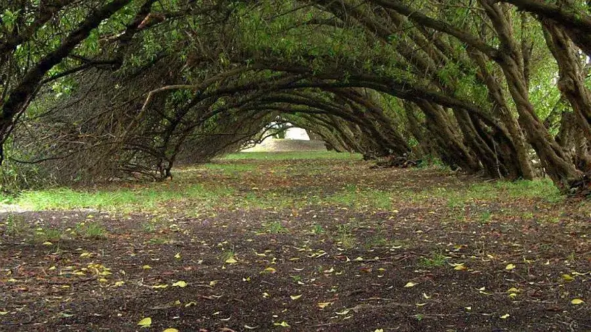 Escapada a un maravilloso bosque oculto en Buenos Aires, conocido por sus poderes místicos