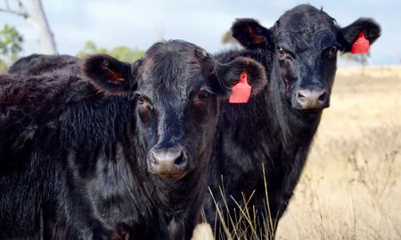 La Asociación Argentina de Angus dijo presente en la Expoagro 2025. La Asociación Argentina de Angus dijo presente en la Expoagro 2025.