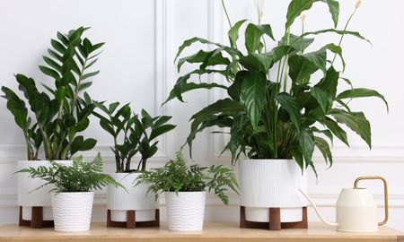 Estas plantas se adaptan perfecto a espacios reducidos y son fáciles de cuidar. Estas plantas se adaptan perfecto a espacios reducidos y son fáciles de cuidar.