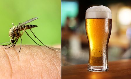 ¡la ciencia lo confirma! los mosquitos prefieren picar a los que toman cerveza ¡la ciencia lo confirma! los mosquitos prefieren picar a los que toman cerveza