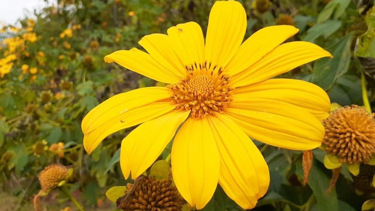 La tithonia, también llamada girasol mexicano, atrae mariposas y crece sin problemas bajo el sol fuerte. La tithonia, también llamada girasol mexicano, atrae mariposas y crece sin problemas bajo el sol fuerte.