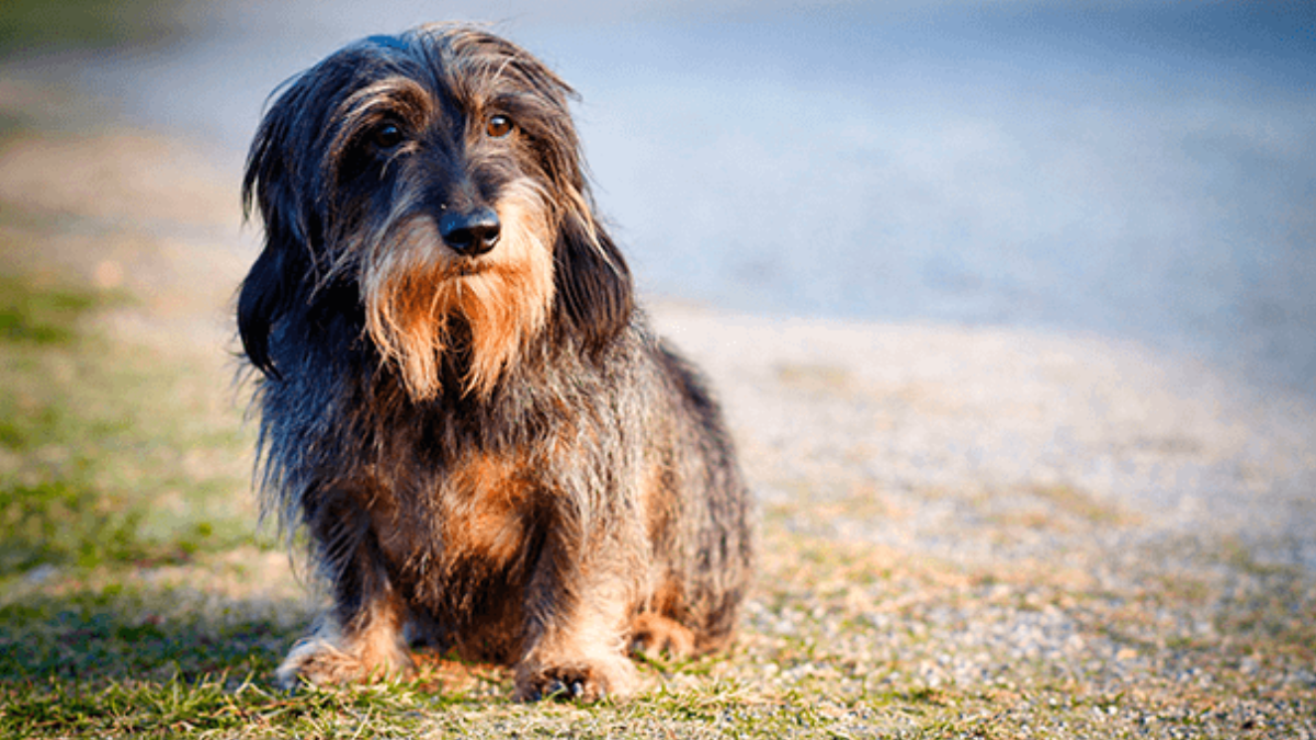 Los síntomas de envejecimiento canino incluyen dificultades para moverse, problemas de visión y cambios en el comportamiento, entre otros signos comunes.