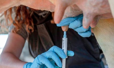 Aprocal entregará premios a los tambos que se hayan destacado en producción de leche y el bienestar animal durante el ciclo 2024. Aprocal entregará premios a los tambos que se hayan destacado en producción de leche y el bienestar animal durante el ciclo 2024.