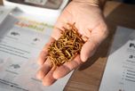 Desde Rafaela, transforman un gusano en alimento animal premium y biofertilizante Desde Rafaela, transforman un gusano en alimento animal premium y biofertilizante