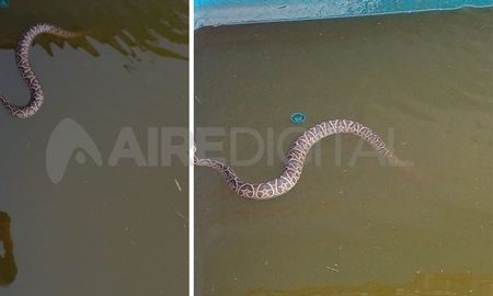 Preocupación en la costa santafesina por la aparición de serpientes