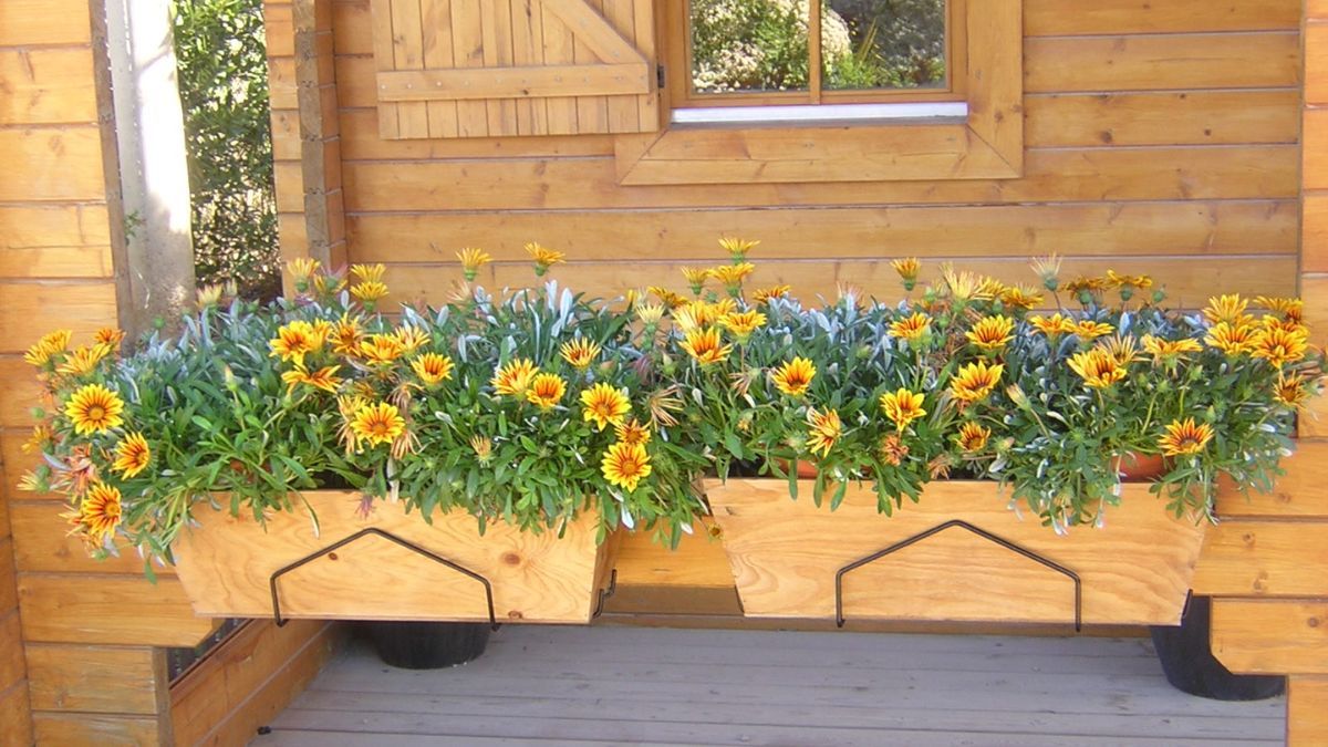 Plantas resistentes al calor que llenan de color cualquier jardín.