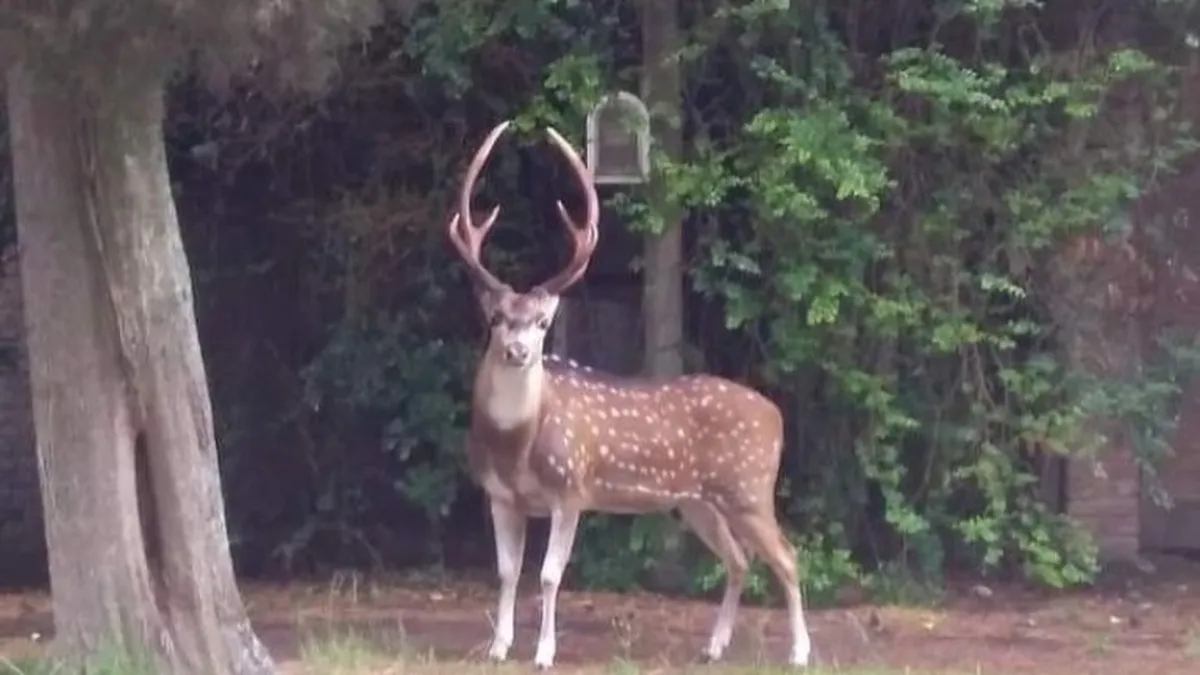 Murió un hombre de 86 años atacado por un ciervo al que mantenía en cautiverio en Entre Ríos
