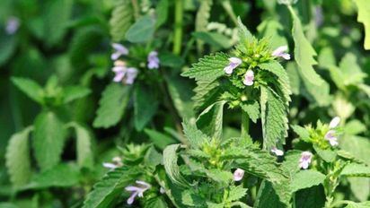 Plantas y aromáticas que brotan rápido en diciembre y resisten el calor del verano