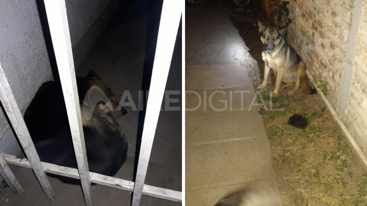 La hipótesis fiscal sostiene que las heridas mortales de Diego Román fueron acción de una jauría