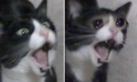 Murió la gata que grita de los memes Murió la gata que grita de los memes